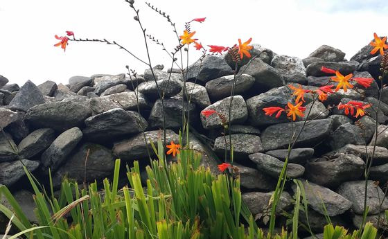 Blumen und Steine
