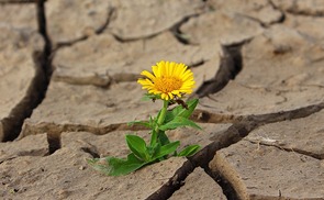 Blume in der Wüste